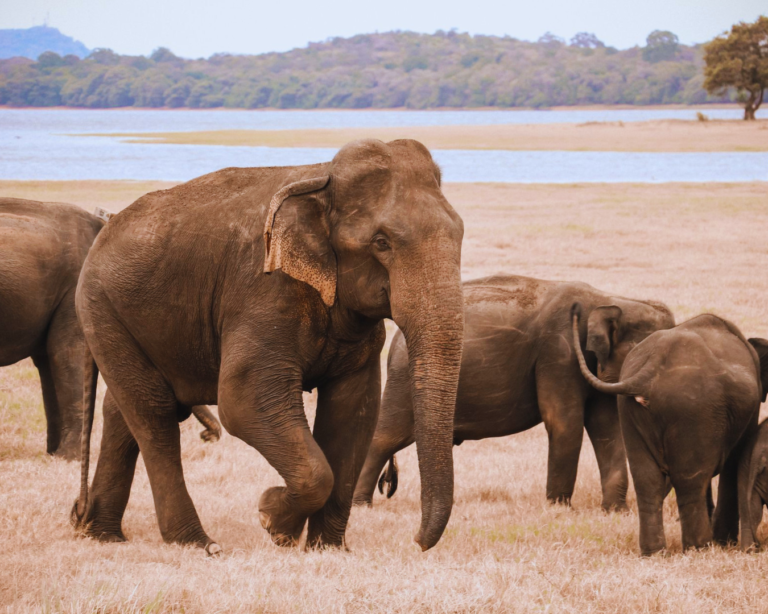 6-Day Wildlife Safari