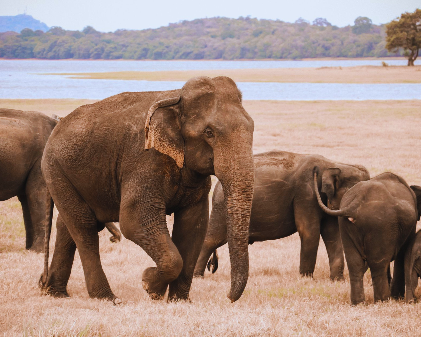 6-Day Wildlife Safari